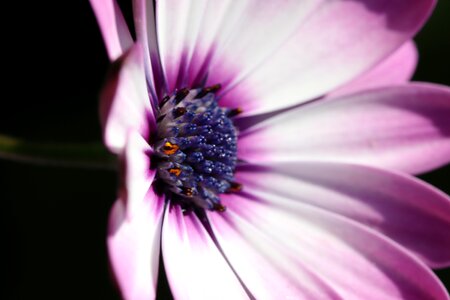 Flowers garden nature