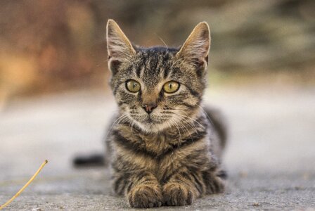 Portrait sweet small