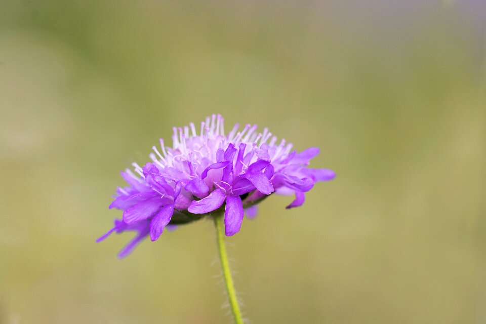 Purple purple flower purple pointed flower