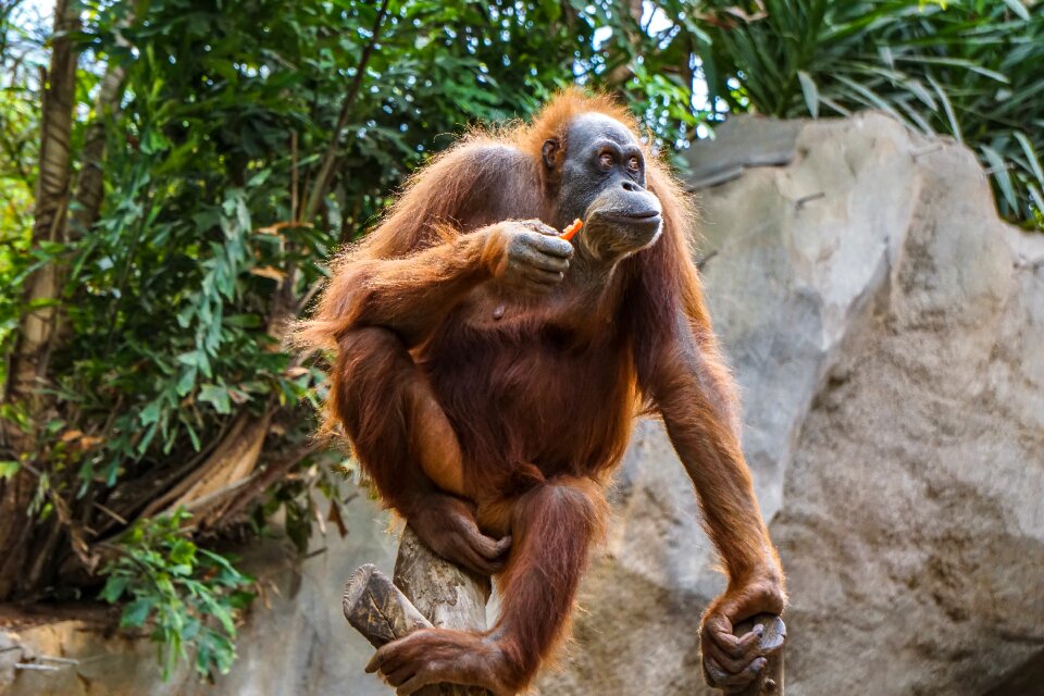 Apes primate äffchen