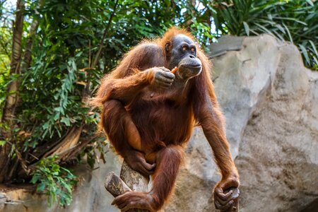 Apes primate äffchen photo