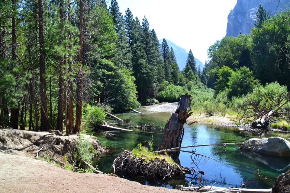 Nature hiking sequoia