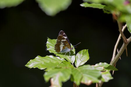 Insect wing edelfalter photo