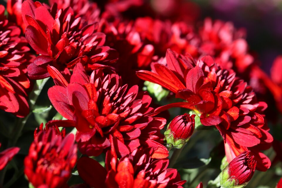 Autumn flowers garden plants