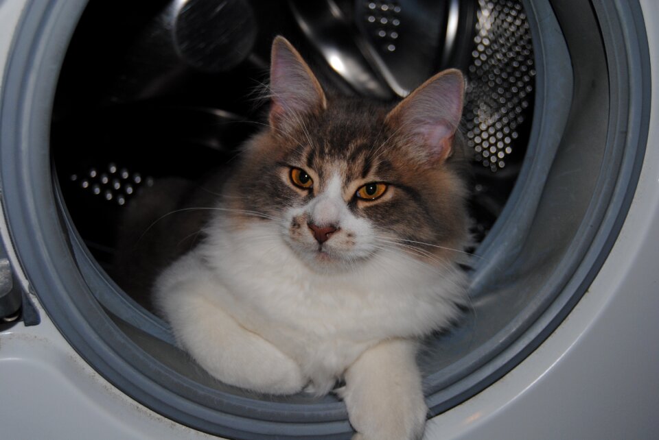 Cat sweet Free photos