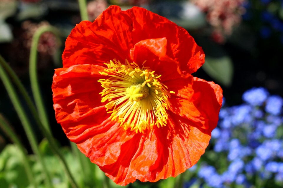 Sunlight flower nature