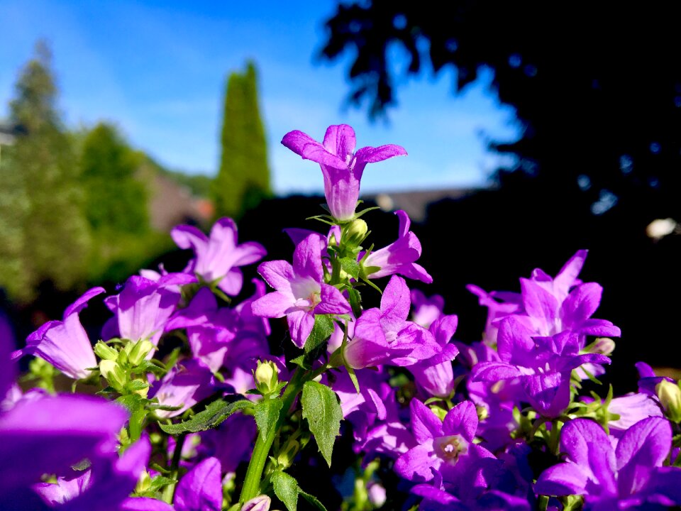 Garden summer flowers photo