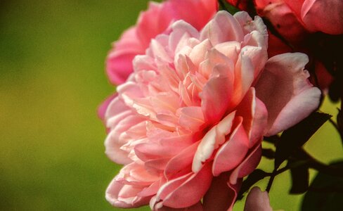 Bloom blossom pink photo