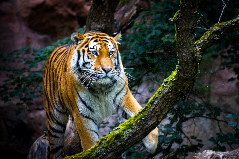 Nature dangerous animal world