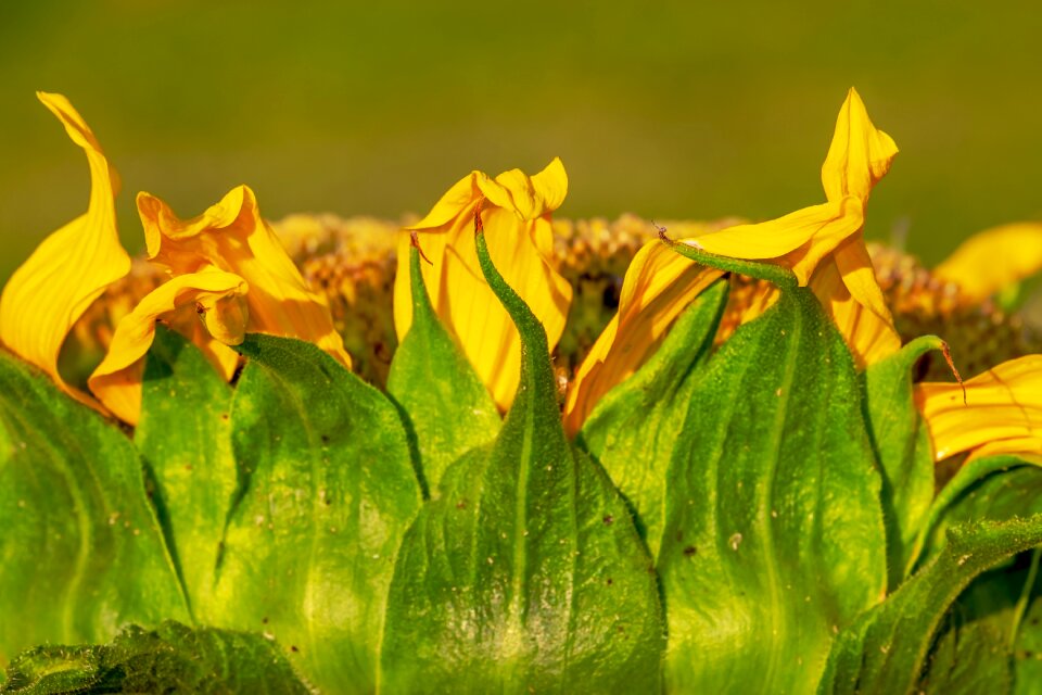 Nature flower beautiful