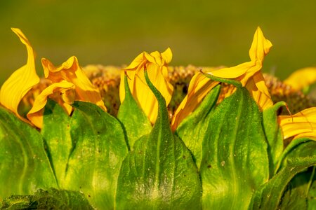 Nature flower beautiful photo