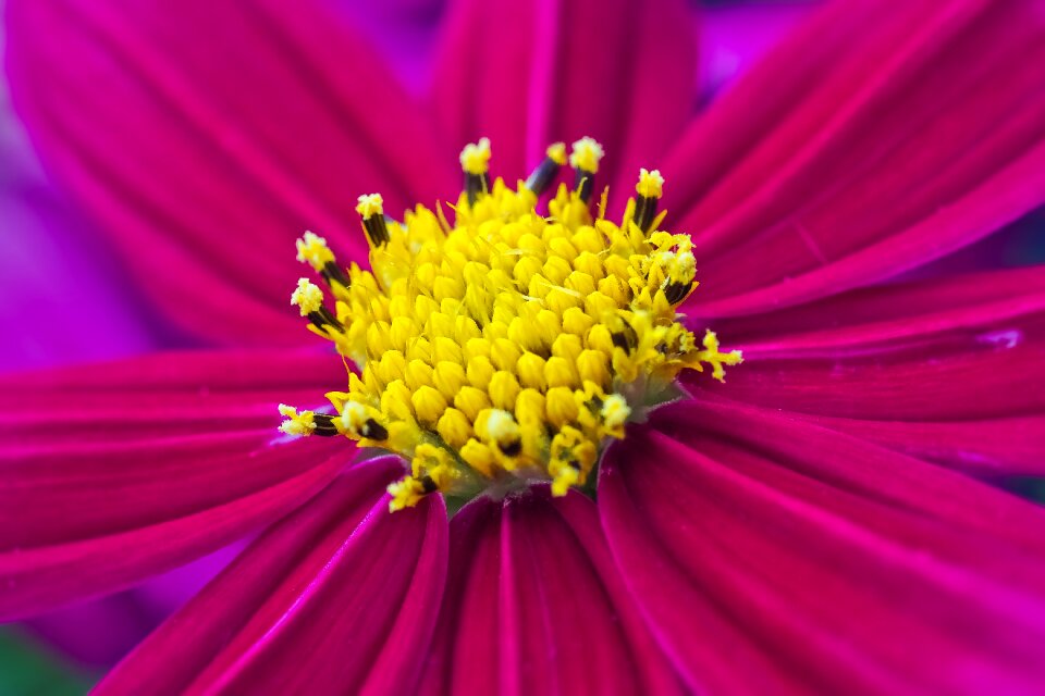 Bloom nature close up