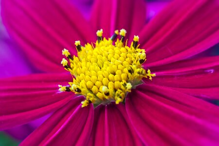 Bloom nature close up photo