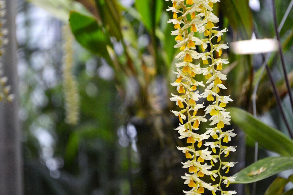 Tree orchid garden