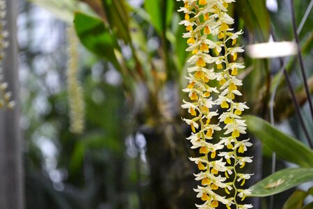 Tree orchid garden