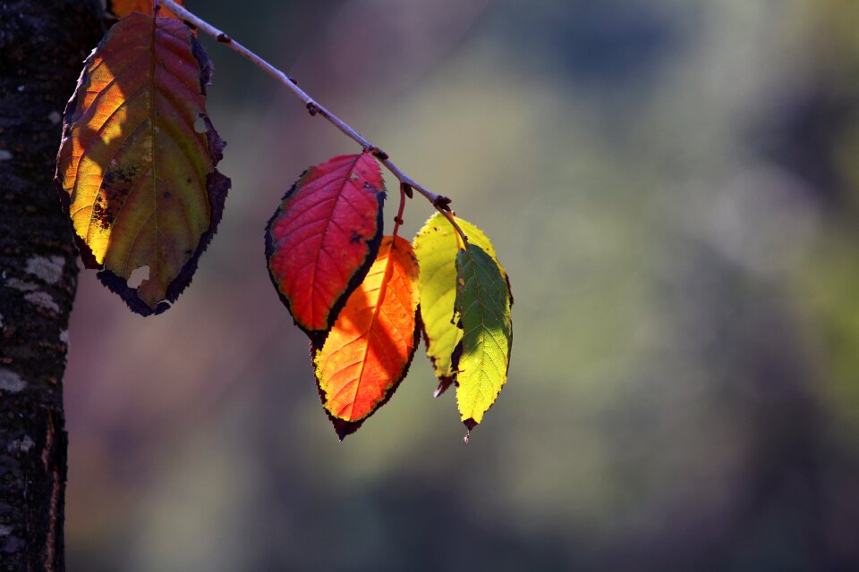 Colorful nature wood