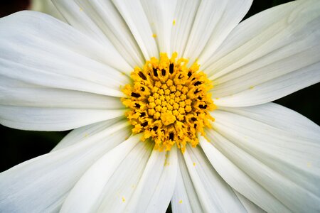 Bloom nature close up