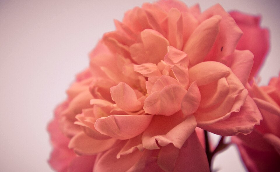 Pink bloom nature