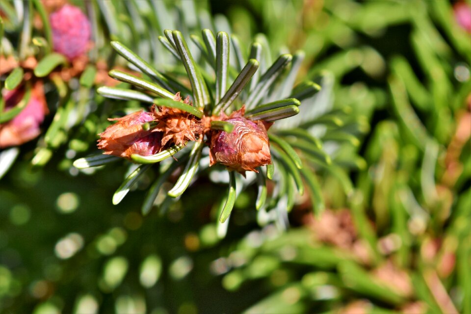 Branch spruce nature