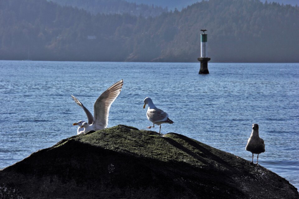 Ocean birds seagull