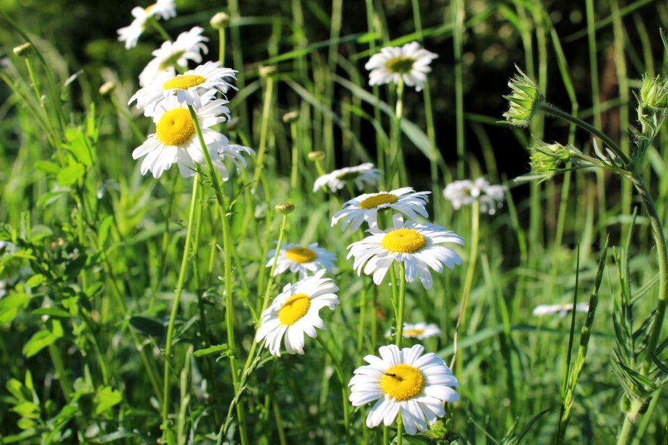Village nature flowering