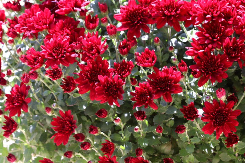 Autumn flowers garden plants