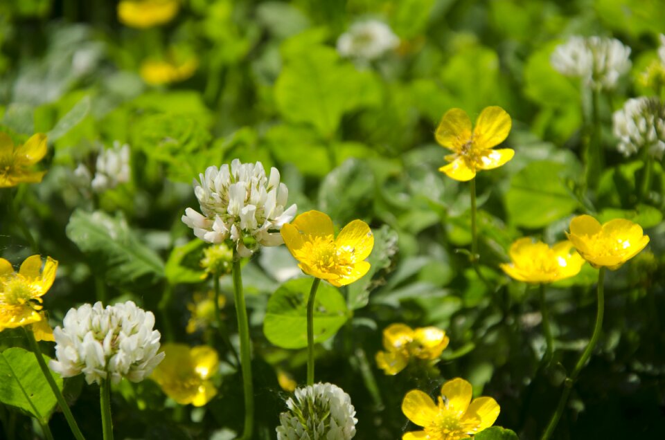 Nature yellow clover