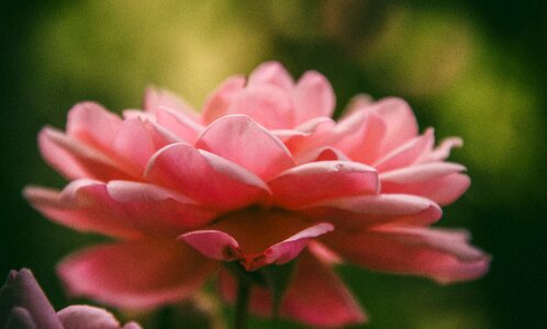 Pink bloom nature photo