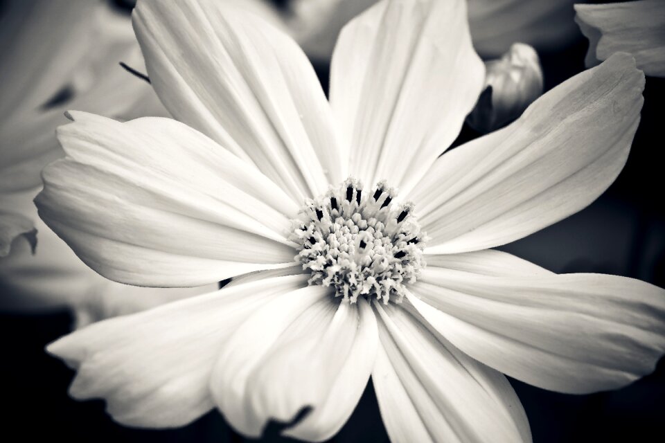 Bloom nature close up