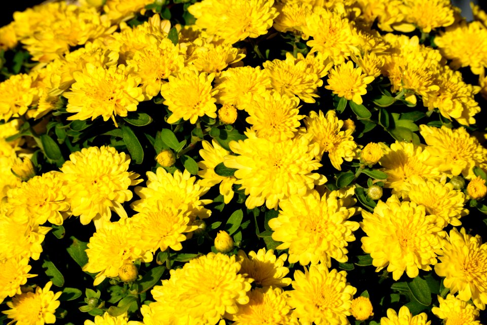 Botany bloom flower