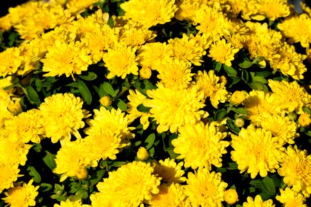 Botany bloom flower