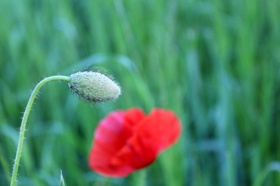Red poppy field spring