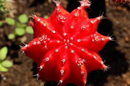 Garden a fleshy plant succulent