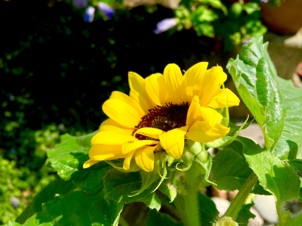 Plant summer friendly