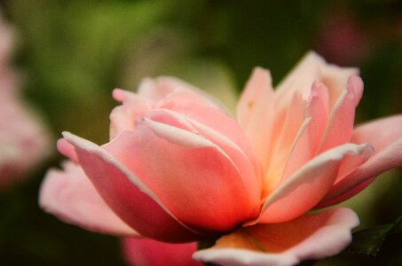 Pink bloom nature photo