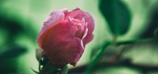 Pink bloom nature
