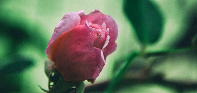 Pink bloom nature photo