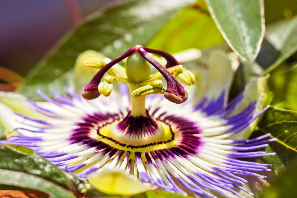 Blossom bloom plant