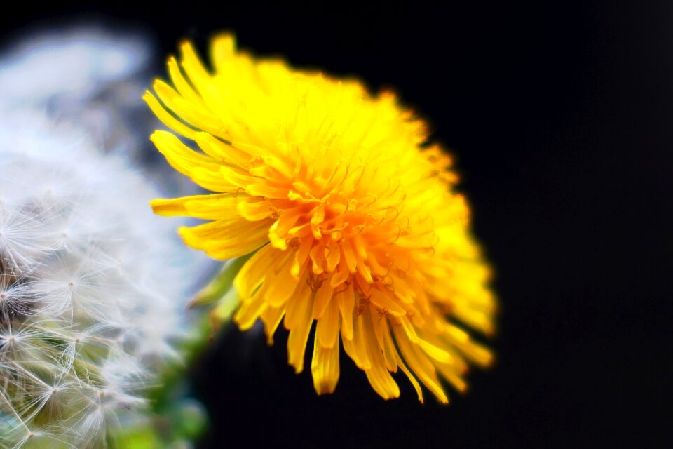 Fluffy bright slightly