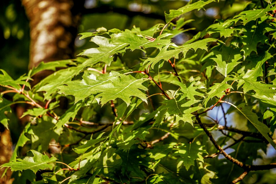 Botany plant leaves