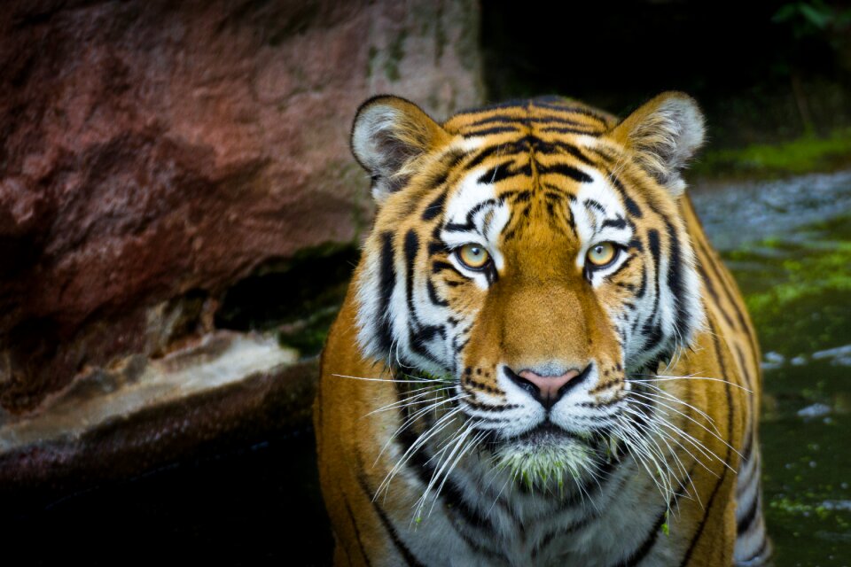 Animal world carnivores stripes