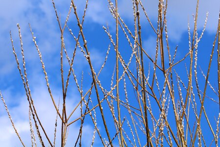 Spring sky nature
