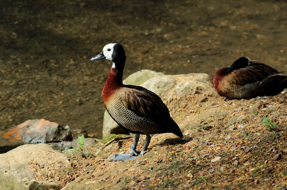 Exotic plumage zoo photo