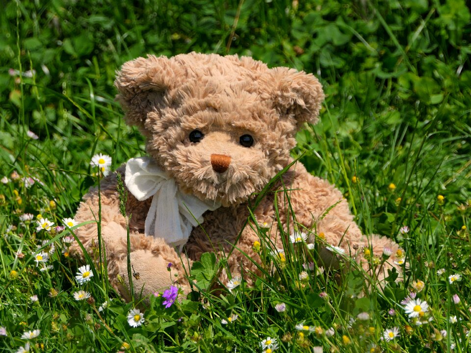 Flowers daisies cute