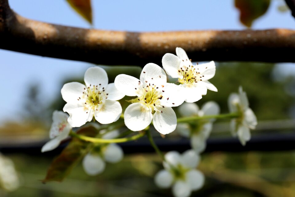 Plants flowering petal