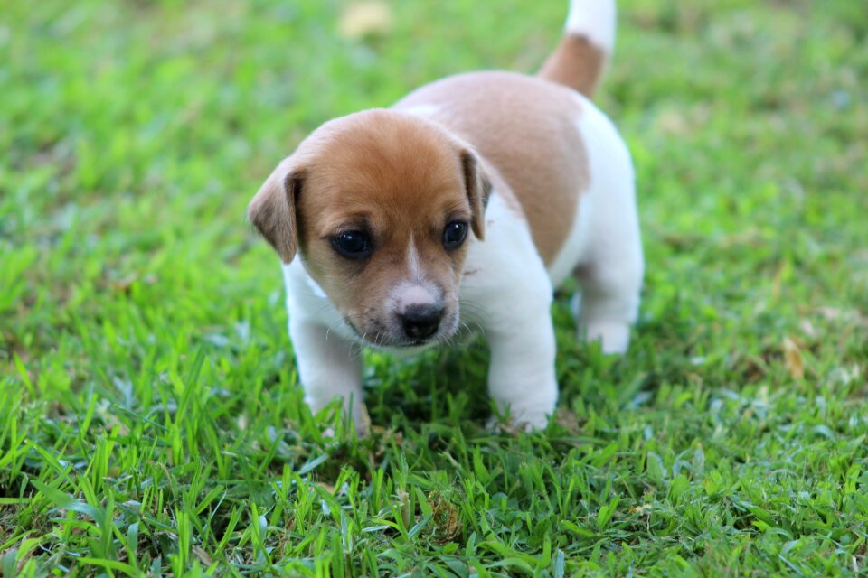 Pet animal green pets