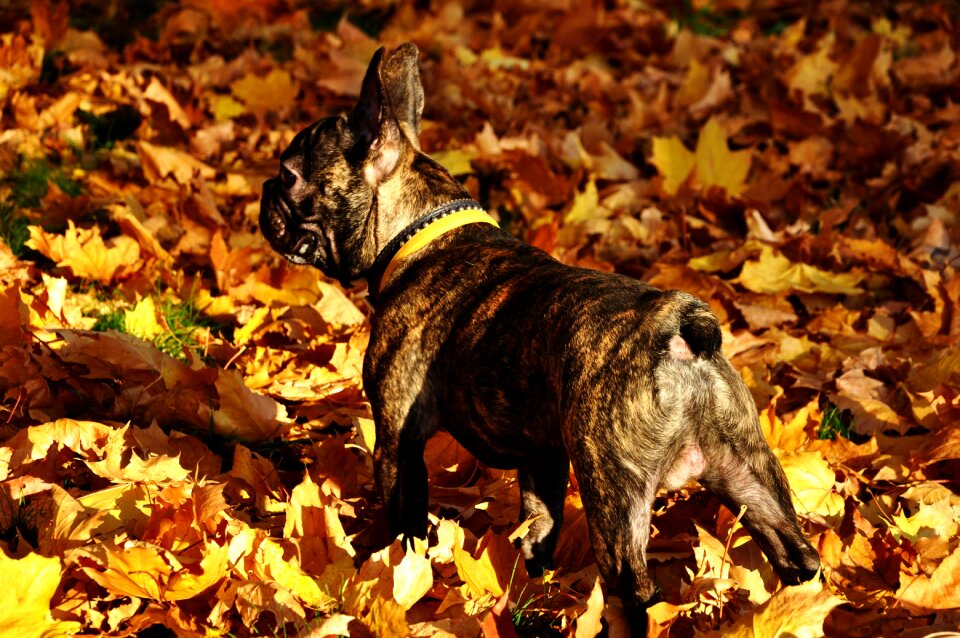 Bulldog forest stroll