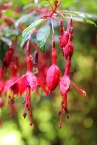 Flower rain droplet