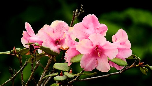 Colorful flowers nature blooming