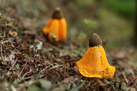 Plants hill fungi